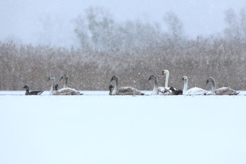 Łabędź niemy (Cygnus olor), mute swan © Bartosz Rakoczy