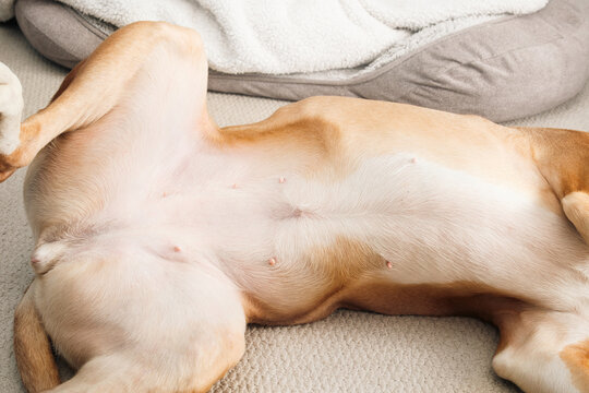 Dog with extra nipple. Relaxed large female dog laying on back and exposing 7 nipples. Dog anatomy background or dog with odd nipples. 2 years old female Pitbull mix. Selective focus.
