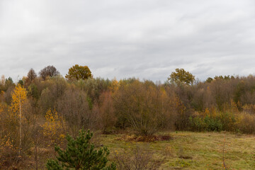 hilly area with birch trees and other trees with yellow and orange foliage
