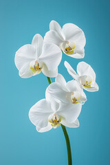 Blue orchids on a solid royal-blue background