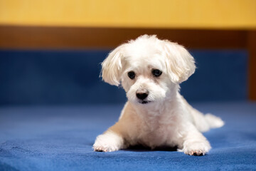 Cute white dog lying on a blue carpet indoors
