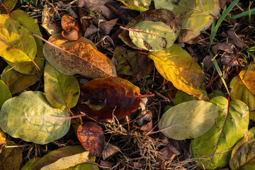 Fallen autumn leaves on the ground in warm sunlight

