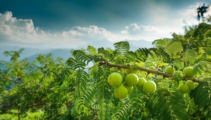learn about the usage and health advantages of growing amla trees