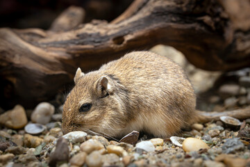 prairie dog eating
