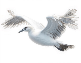 Obraz premium Ocean Wanderer: Albatross