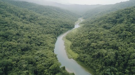 Fototapeta premium Aerial view of a winding river surrounded by lush green forests in a serene landscape