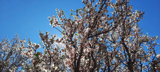 The Arrival of Spring: Almond Tree Blossoms
