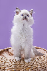 Adorable Ragdoll kitten with blue eyes on a clean purple background. Bright studio portrait of a...