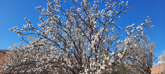 The Arrival of Spring: Almond Tree Blossoms
