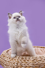 Adorable Ragdoll kitten with blue eyes on a clean purple background. Bright studio portrait of a...