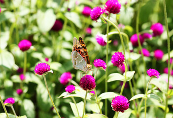 Butterfly on a flower
