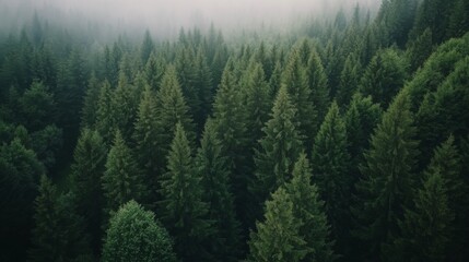 Lush Green Forest Landscape with Dense Pine Trees and Misty Background at Dawn