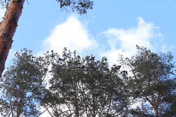 Tree trunks in the forest in winter, pine forest. Photo of trees for natural background. Pine trunks against the blue sky. Natural background
