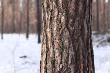 Fototapeta premium Tree trunks in the forest in winter, pine forest. Photo of trees for natural background. Pine trunks against the blue sky. Natural background