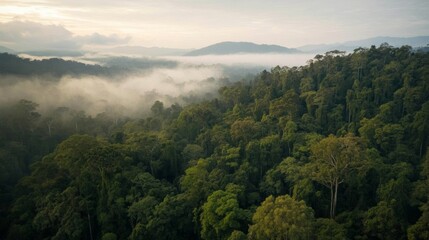 Obraz premium Lush Green Rainforest Landscape with Misty Mountains in the Background During Sunrise