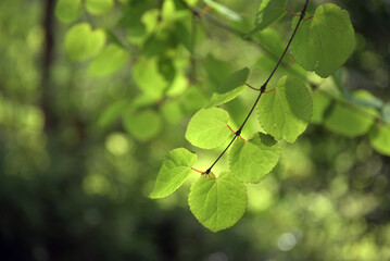 Obraz premium 貴船神社 御神木の桂 京都市左京区