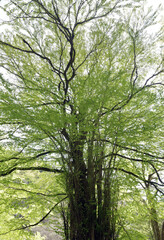 貴船神社　御神木の桂　京都市左京区