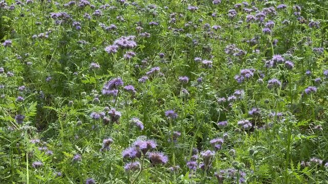 purple flowers gently moving in the wind