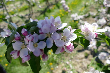 Apfelblüte Altes Land