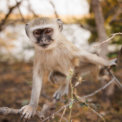  A curious vervet monkey clings to a branch, its expressive eyes and soft fur highlighted against a warm, natural background.