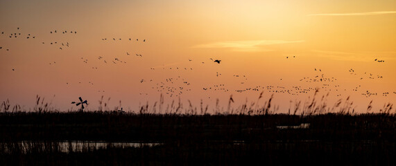 A stunning sunset over a Dutch wetland, with flocks of birds soaring across the golden sky