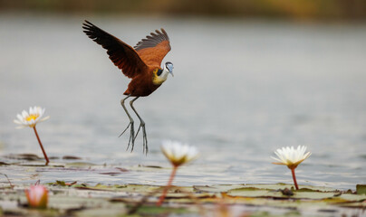 An African Jacana gracefully takes flight above a pond filled with water lilies