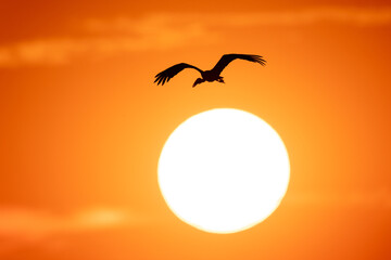 Fototapeta premium A majestic bird soars across the sky, silhouetted against a glowing sunset