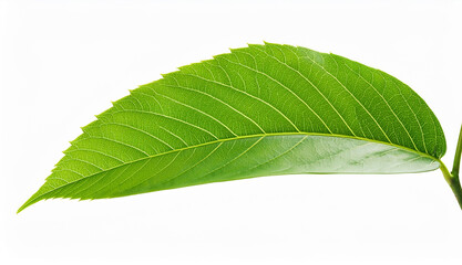 Fototapeta premium Green Leaf Close-up