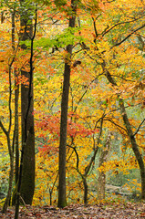 Obraz premium A beautiful autumn woodland scene in east Tennessee, with a warm palette of red, green, orange, and yellow trees intermingling to create an inviting landscape.