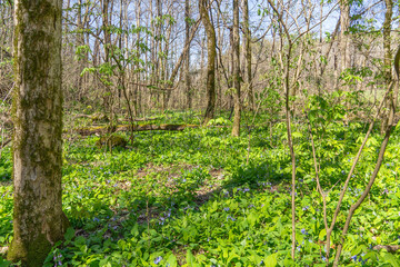A large colony of Virginia bluebells, Mertensia virginica, covers the understory of a deciduous forest on the Shirley Miller Wildflower Trail on Pigeon Mountain in early spring.