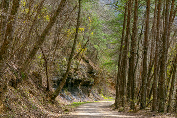 Obraz premium The trail at Big Soddy Creek Gulf in March when many of the trees were still bare. Horizontal view of the trees and cliffsides.