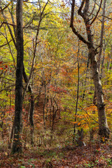 An autumn forest in vivid colors on Raccoon Mountain, Chattanooga, Tennessee as viewed along one of the many trails in the Tennessee Valley Authority day-use recreation area.