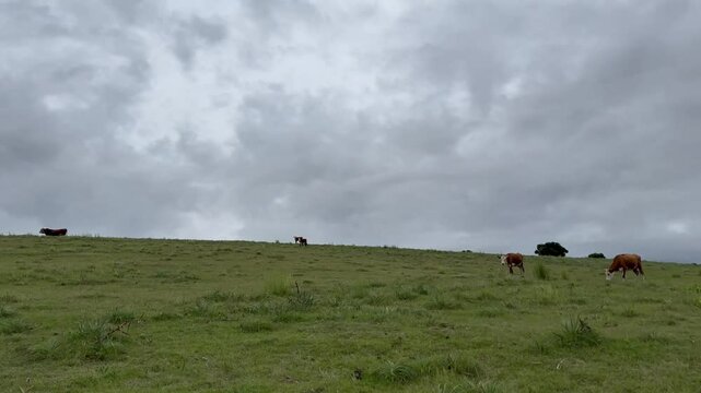 VACAS EN EL MONTE