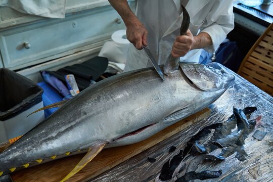 Japanese sushi master chef cutting up and preparing huge fresh tuna fish on kitchen table.