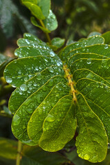 Multiple Varieties Foliage with Rain Dew Drops Moody