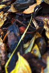 Fall Leaves With Rain Drops