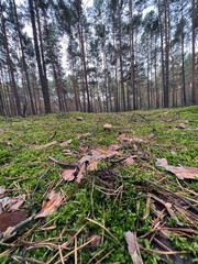 Moss-covered forest floor with fallen leaves and pine needles in a serene pine woodland. A peaceful nature scene, perfect for eco, hiking, and wilderness themes. Low-angle view for depth.