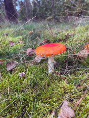 A vibrant fly agaric mushroom (Amanita muscaria) in a lush forest setting. Iconic red cap with white spots, surrounded by moss and autumn leaves. Perfect for nature, foraging, and fantasy themes