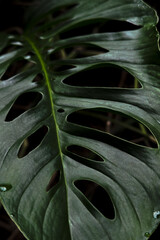 Multiple Varieties Foliage with Rain Dew Drops Moody © Cilicia