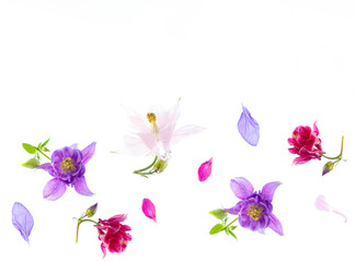 Airy composition of colorful multicolored flowers and aquilegia petals on white background....