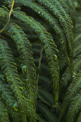 Beautiful Moody Closeup Fern Foliage