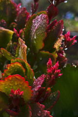Multiple Varieties of Succulents Covered in Dew