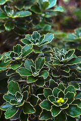 Moody Foliage With Cute Berries
