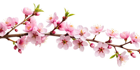 Fototapeta premium cherry blossom isolated on white