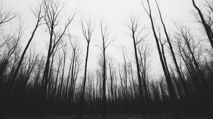 Bare winter trees forest gloomy view