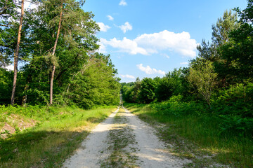 The path in the forest at Dampierre-en-Burly in Europe, France, Centre Val de Loire, Loiret, Dampierre en Burly, in summer, on a sunny day.