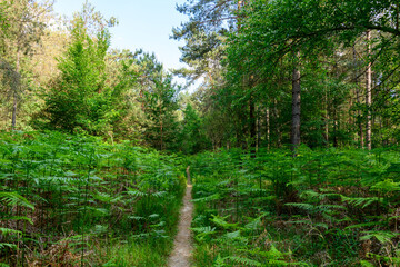 The path in the forest at Dampierre-en-Burly in Europe, France, Centre Val de Loire, Loiret, Dampierre en Burly, in summer, on a sunny day.