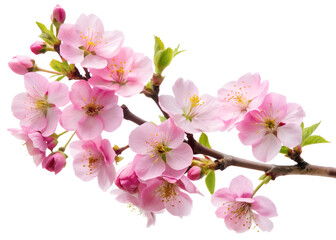 Fototapeta premium cherry blossom isolated on white