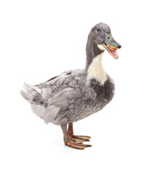 One gray duck.