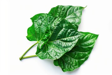 Obraz premium Lush green leaves of a tropical plant arranged beautifully against a clean background isolated on transparent background